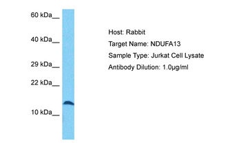 NDUAD antibody