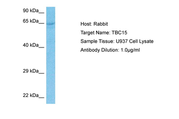 TBC15 antibody