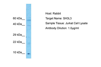 SH3L3 antibody
