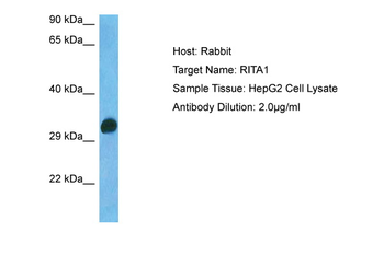 RITA1 antibody