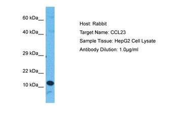 CCL23 antibody