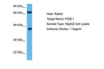 FOSL1 antibody