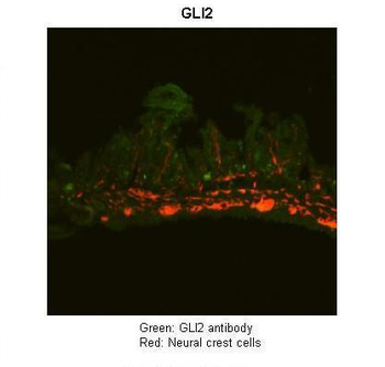 GLI2 antibody