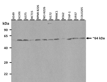 EYA1 antibody