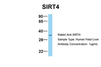 SIRT4 antibody