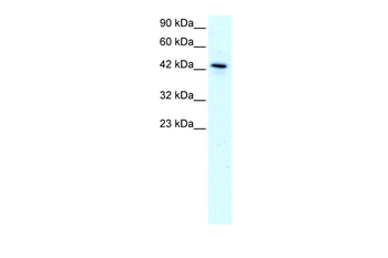 KLF15 antibody