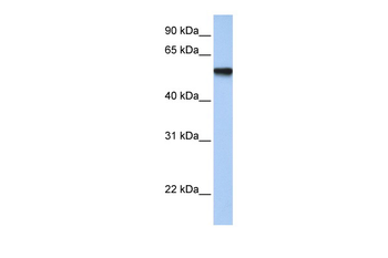 TFAP2C antibody