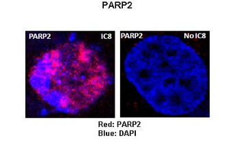 PARP2 antibody