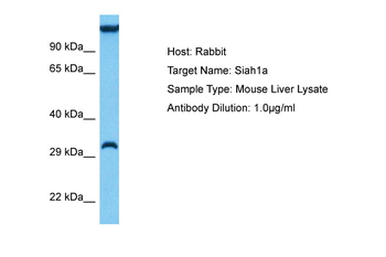 SIAH1 antibody