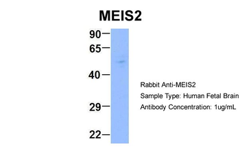 MEIS2 antibody