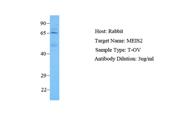 MEIS2 Rabbit Polyclonal Antibody