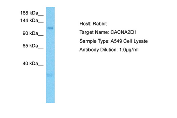 CACNA2D1 antibody