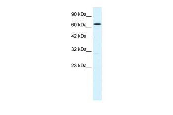 KCNN2 antibody