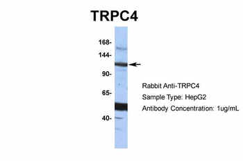 TRPC4 antibody