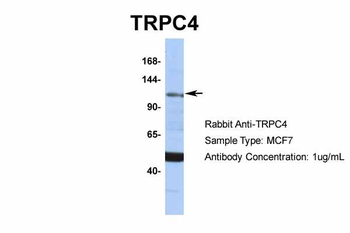 TRPC4 antibody