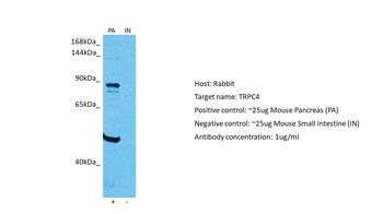 TRPC4 antibody