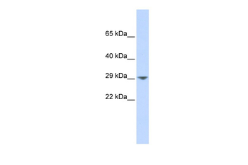 KCNN2 antibody