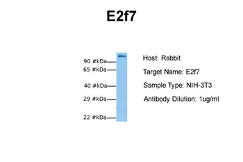 E2f7 antibody