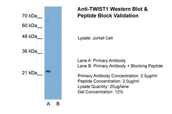 TWIST1 antibody