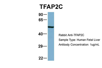 TFAP2C antibody