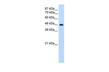 TFAP2C antibody