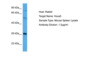 HOXA5 antibody