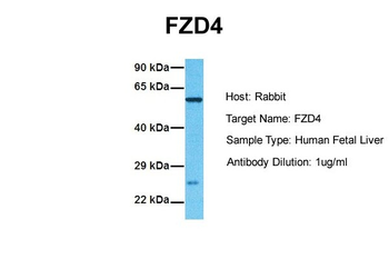 FZD4 antibody