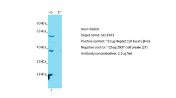 SLC13A3 antibody