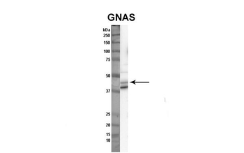 GNAS antibody