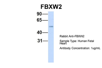 FBXW2 antibody