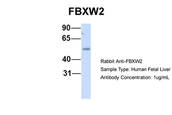 FBXW2 antibody