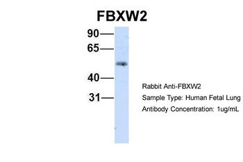 FBXW2 antibody