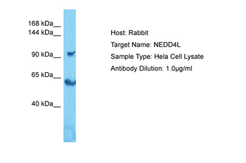 NEDD4L antibody