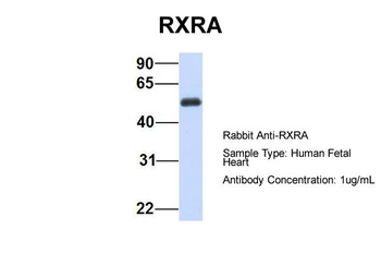 RXRA antibody