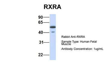 RXRA antibody