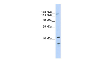 ABCC8 antibody