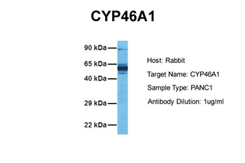 CYP46A1 antibody