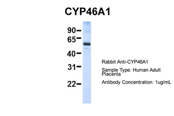 CYP46A1 antibody