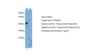 CYP46A1 antibody