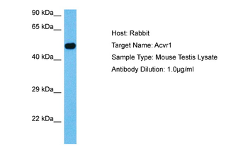 ACVR1 antibody