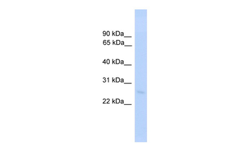 TDGF1 antibody