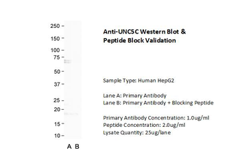 UNC5C antibody