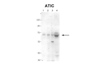 ATIC antibody