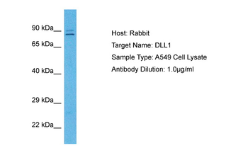 DLL1 antibody