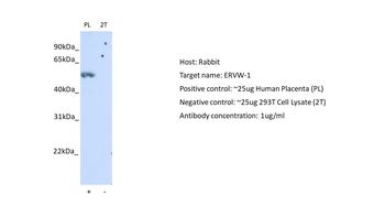 ERVW-1 antibody