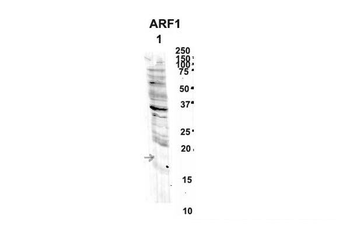 ARF1 antibody