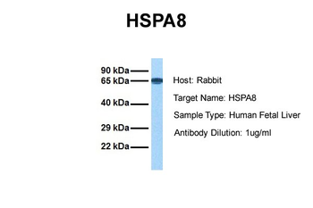 HSPA8 antibody