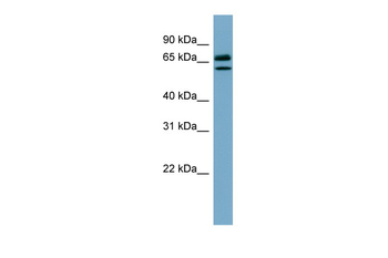 HSPA8 antibody
