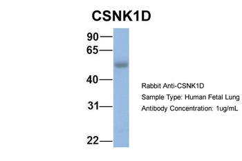 CSNK1D antibody