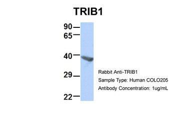 TRIB1 antibody